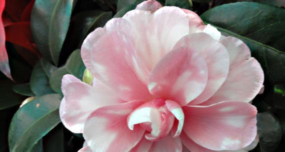 茶花代表什么？茶花有哪些象征意义？