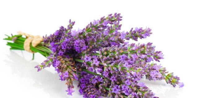 薰衣草的花语是什么？薰衣草有哪些寓意？