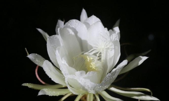 昙花是什么意思？昙花的花语是什么？