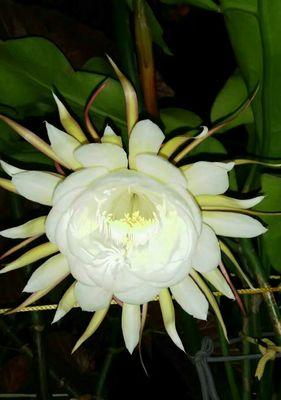 昙花是什么意思？昙花的花语是什么？