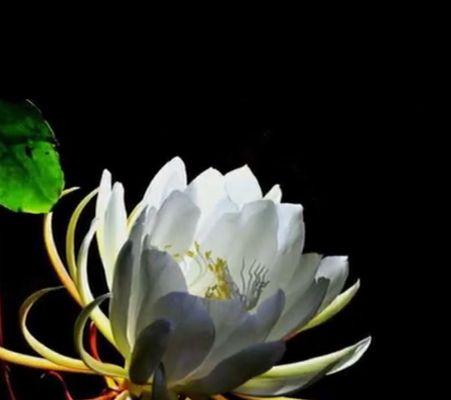昙花是什么意思？昙花的花语是什么？