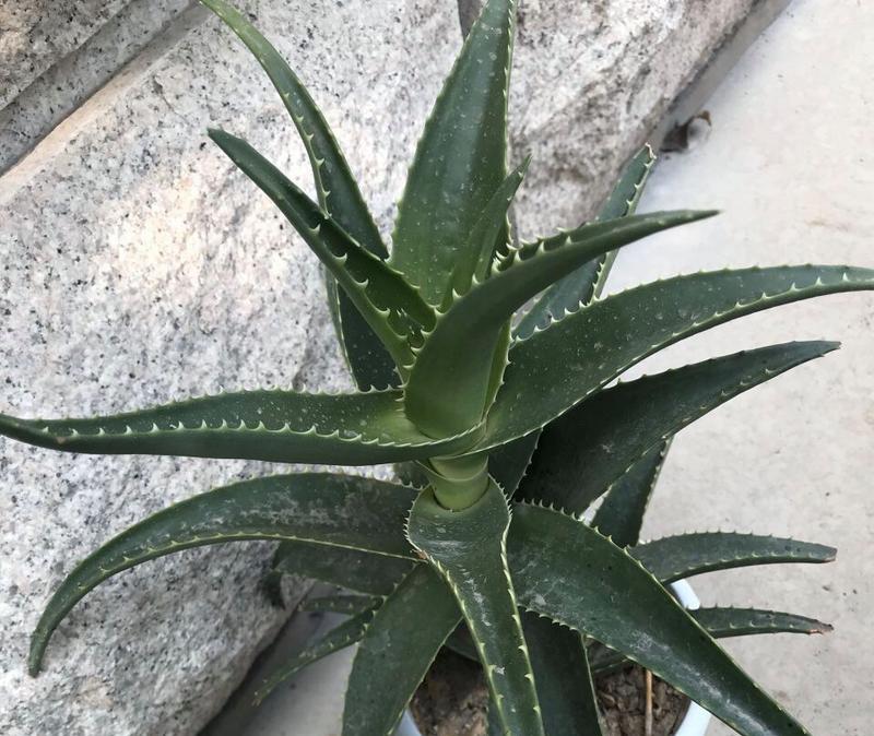 芦荟的花语是什么？芦荟有哪些寓意？