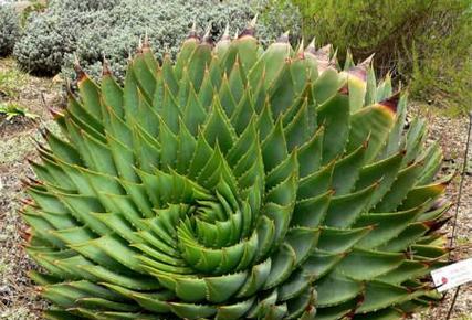 芦荟的花语是什么？芦荟有哪些寓意？