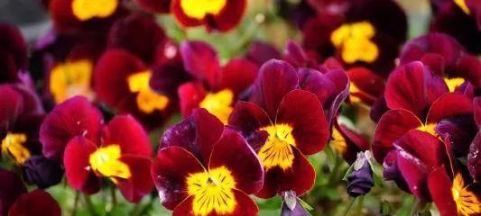 代表占有欲的花是什么？占有欲的花语是什么？