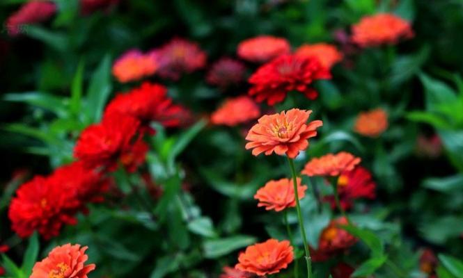 代表占有欲的花是什么？占有欲的花语是什么？