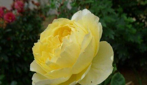 代表歉意的花是什么？歉意的花语是什么？