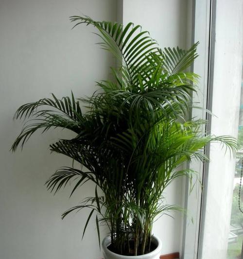散尾葵会开花吗？散尾葵开花有什么寓意？