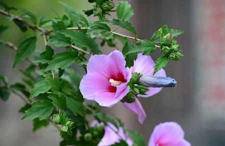 木槿花的象征意义是什么？木槿花有哪些寓意？
