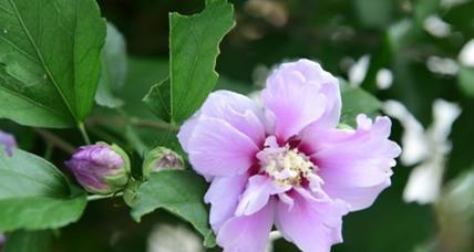 木槿花的象征意义是什么？木槿花有哪些寓意？