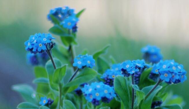 代表爱情永恒的花是什么？爱情永恒的花语是什么？