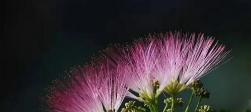代表爱情永恒的花是什么？爱情永恒的花语是什么？