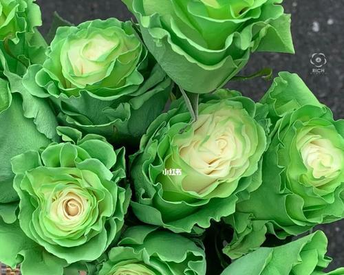 绿玫瑰真正的花语是什么？绿玫瑰有哪些寓意？