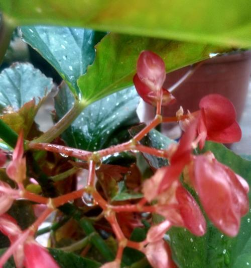 竹节海棠的花语是什么？竹节海棠有哪些寓意？