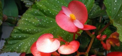 竹节海棠的花语是什么？竹节海棠有哪些寓意？