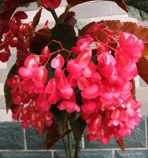 竹节海棠的花语是什么？竹节海棠有哪些寓意？