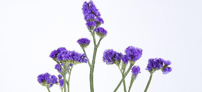 勿忘我的花语是什么？勿忘我有哪些寓意？