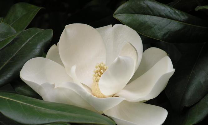 广玉兰花的寓意是什么？广玉兰花有哪些象征意义？
