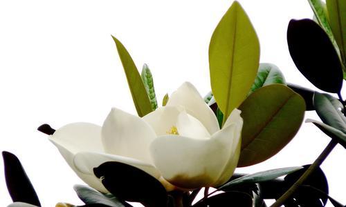 广玉兰花的寓意是什么？广玉兰花有哪些象征意义？