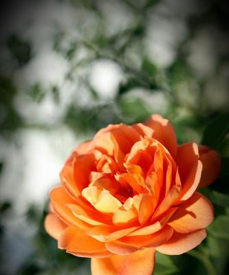 黄色月季花的花语是什么？黄色月季花有哪些寓意？