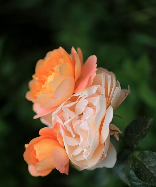 黄色月季花的花语是什么？黄色月季花有哪些寓意？