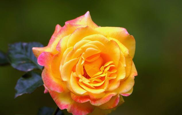 黄色月季花的花语是什么？黄色月季花有哪些寓意？