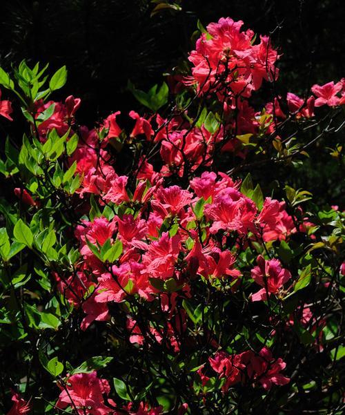 黄山的市花是什么？杜鹃花的象征意义是什么？