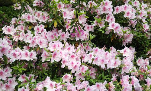 黄山的市花是什么？杜鹃花的象征意义是什么？