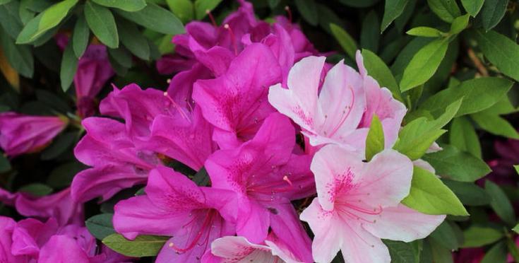 黄山的市花是什么？杜鹃花的象征意义是什么？