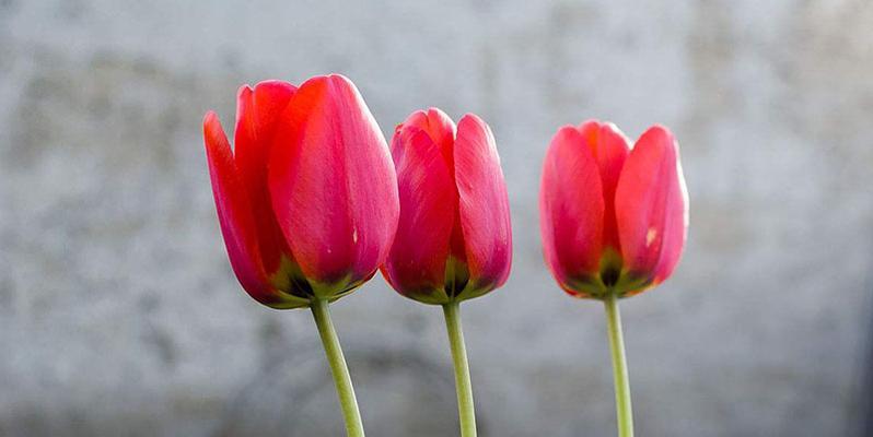 郁金香的花语是什么？郁金香有哪些寓意？