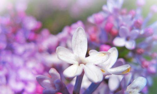 丁香花的花语是什么？丁香花有哪些寓意？
