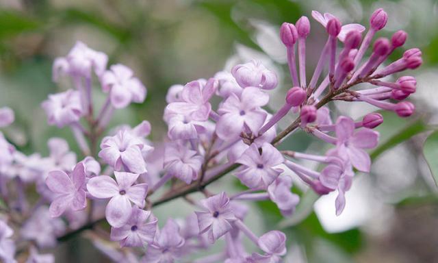 丁香花的花语是什么？丁香花有哪些寓意？