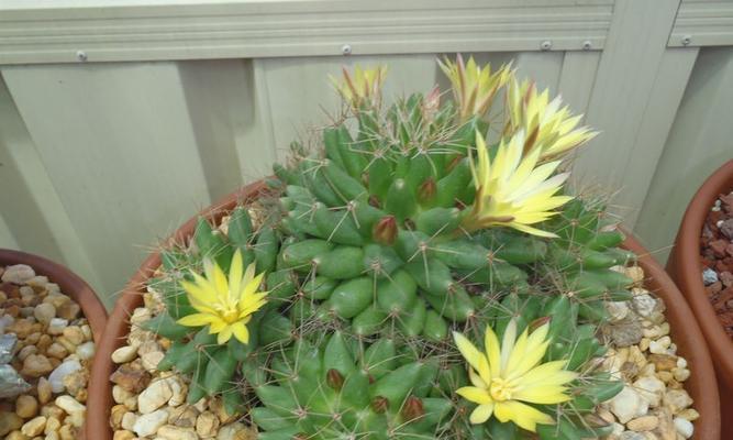 仙人球开花有什么寓意？仙人球开花是好兆头吗？