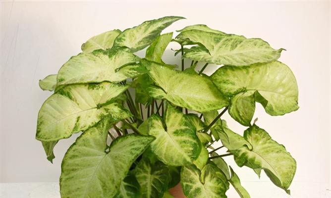 合果芋的花语是什么？合果芋有哪些寓意？