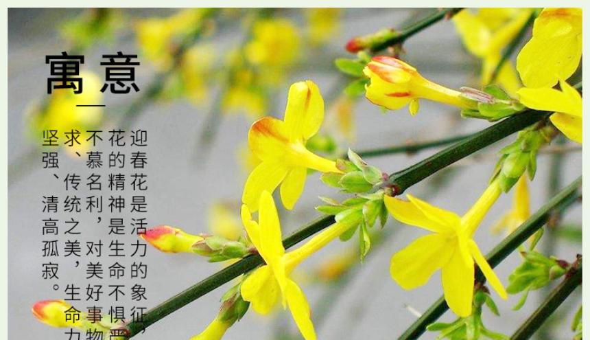 迎春花的花语是什么？迎春花有哪些寓意？