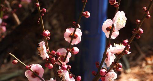 梅花代表吉祥吗？梅花有哪些寓意？