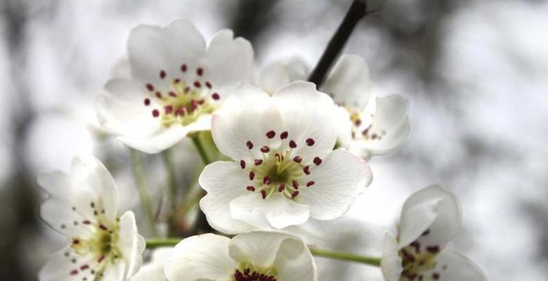 梨花的花语是什么？梨花有哪些寓意？