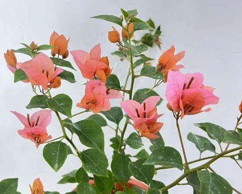 三角梅的寓意是什么？三角梅有哪些象征意义？