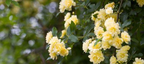 木香花的花语是什么？木香花有哪些寓意？