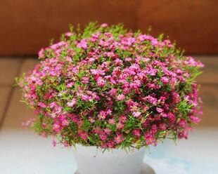 哪些花象征着幸运？幸运的花语是什么？