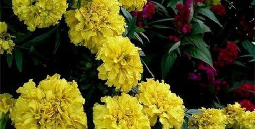 代表恭喜的花是什么？恭喜的花语是什么？
