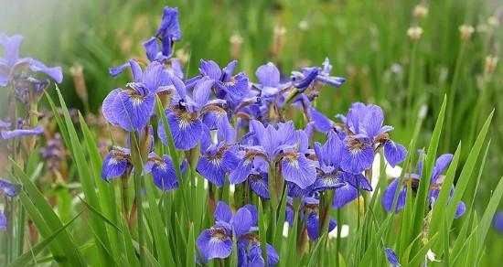 代表忠诚的花是什么？忠诚的花语是什么？