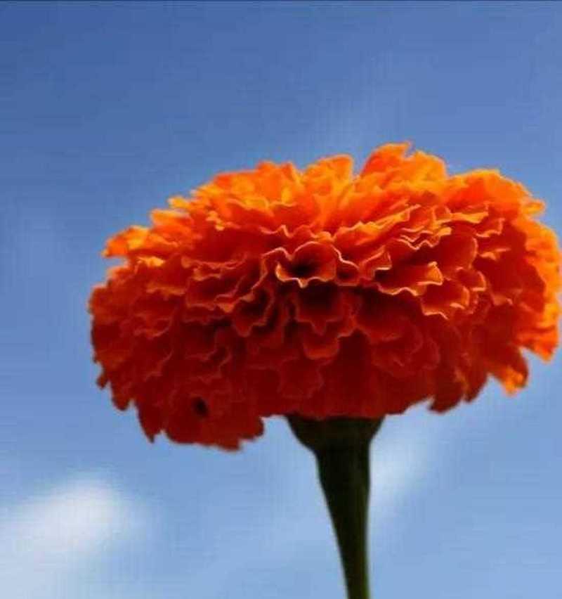 代表忠诚的花是什么？忠诚的花语是什么？