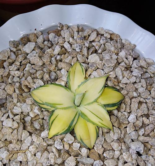 龙舌兰的花语是什么？龙舌兰有哪些寓意？