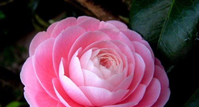 一些常见花卉的寓意是什么？这些花卉的花语是什么？