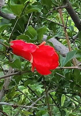 石榴花的花语是什么？石榴花有哪些传说故事？