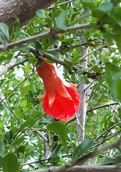 石榴花的花语是什么？石榴花有哪些传说故事？