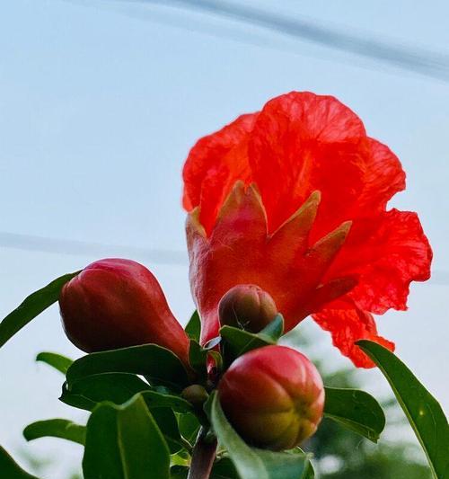 石榴花的花语是什么？石榴花有哪些传说故事？