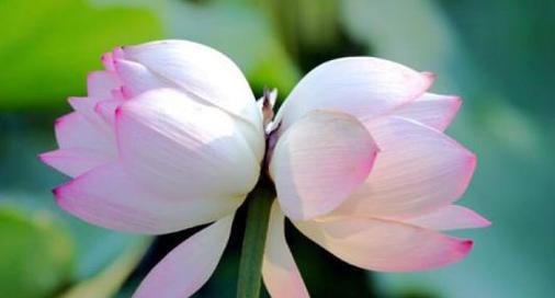 代表永恒爱情的花是什么？永恒爱情的花语是什么？