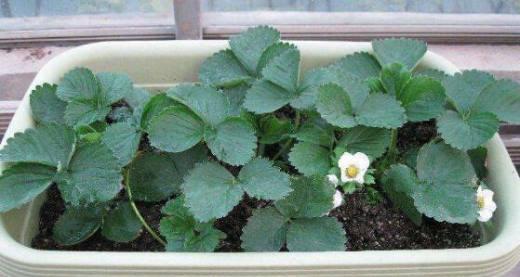 草莓不开花怎么办？如何促进花芽分化？
