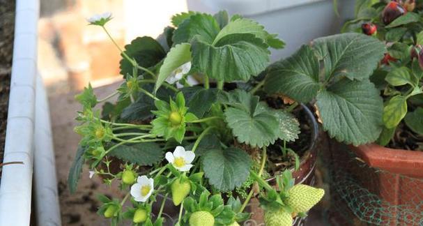 草莓不开花怎么办？如何促进花芽分化？
